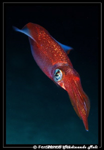 A very fast squid (Loligo vulgaris). by Ferdinando Meli 